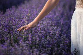 lavender walk